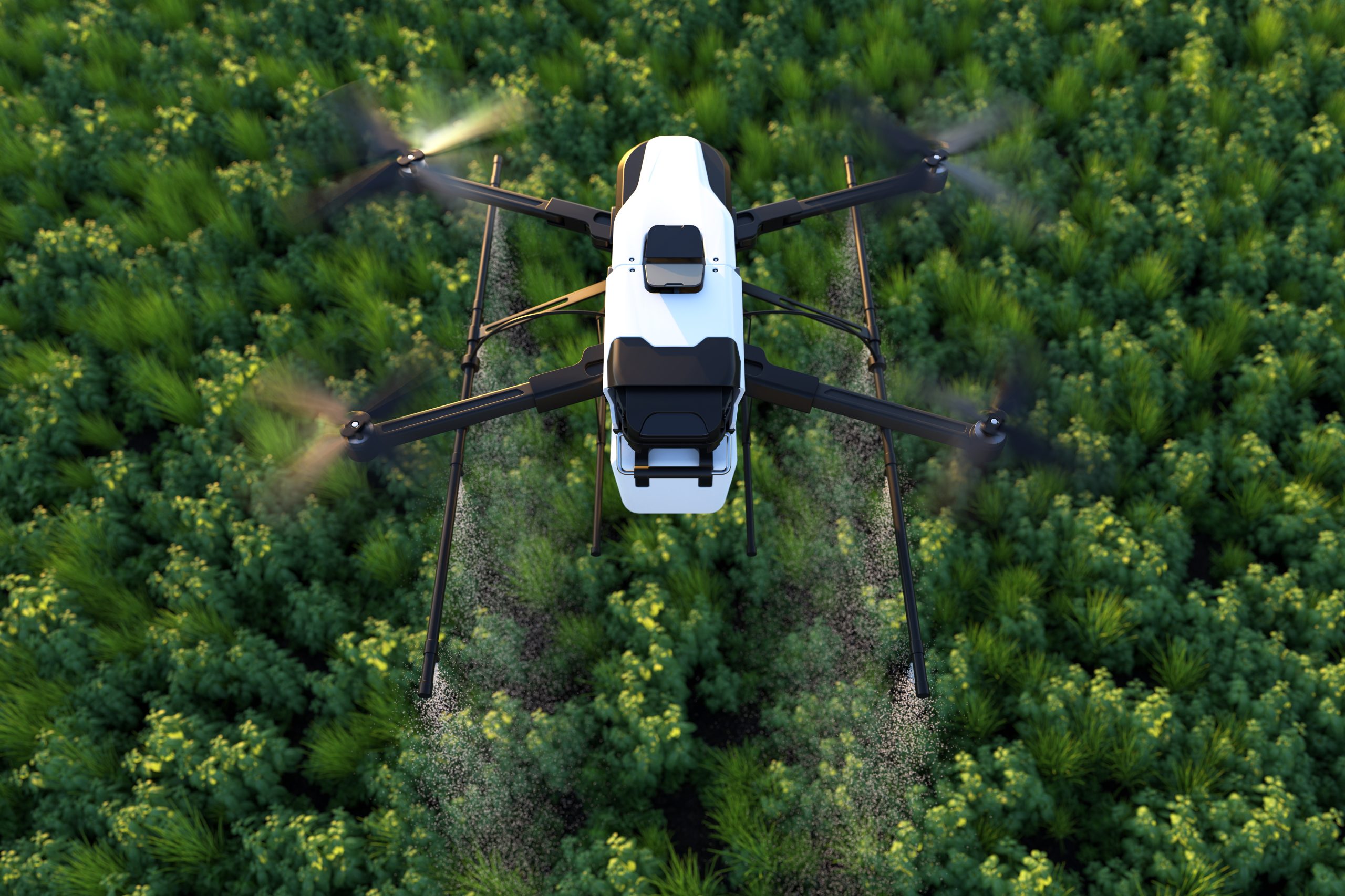 Drone spraying fertilizer on vegetable green plants, Agriculture